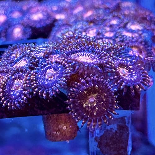 Live Saltwater Coral frag - Golden Space Monsters Zoanthids (2 Heads)