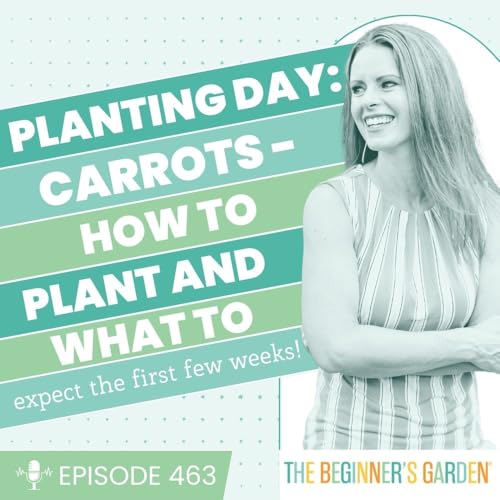 463 - Planting Day: Carrots - how to plant and what to expect the first few weeks