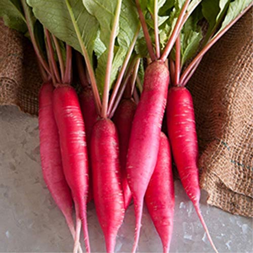 image for Mountain Valley Seed Company Radish Sprouting Seed - Red Arrow Variety