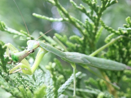 SUPERWORM CO - 1000ct Live Superworms - Medium 1