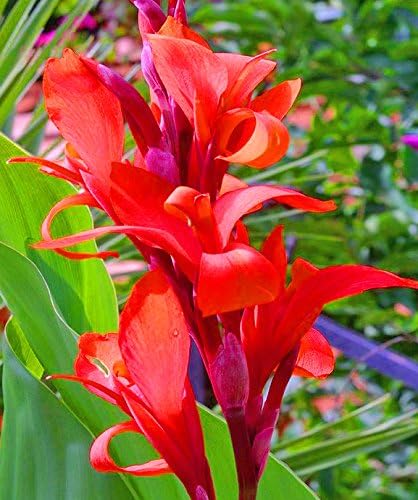 (3) Beautiful Large Red Canna , Robert Kemp Canna Lily Fresh Top Size Bulbs/Plants/Rhizomes