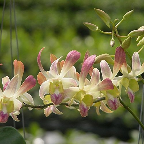 Rare Dendrobium Orchid Caesar Yellow 1 Small Healthy Live Plant with Pot