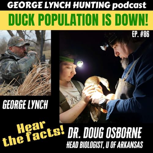 DUCK POPULATION is DOWN! Hear the Facts from DR. DOUG OSBORNE, Head Biologist, UofArk with George Lynch, #86