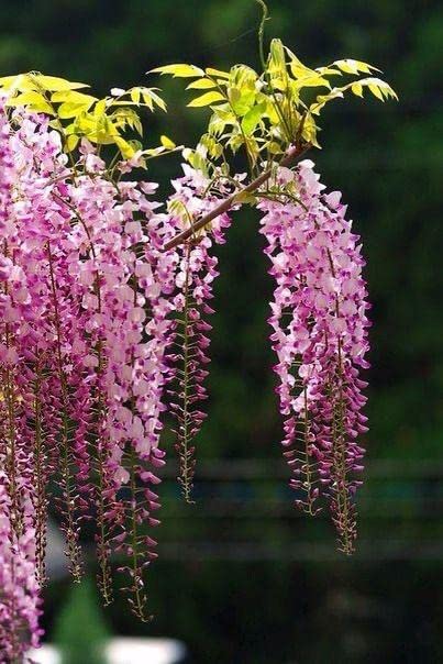 See full amazon price history chart for Ritz Farming® Wisteria Flower Seeds | lite pink Wisteria for Home pots | summer Flowering Seeds for Home And Kitchen Gardening pack of 20 seeds Ritz Farming® Wisteria Flower Seeds | lite pink Wisteria for Home pots | summer Flowering Seeds for Home And Kitchen Gardening pack of 20 seeds (B0C1Z7LXC5) Amazon Price History, Amazon Price Tracker