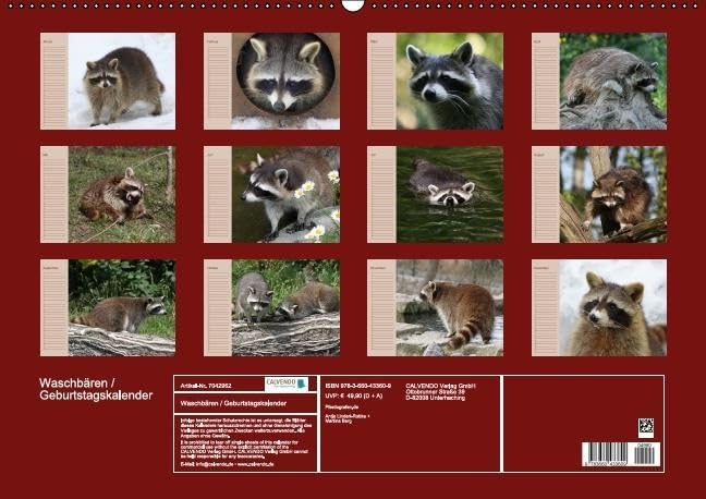 Waschbären / Geburtstagskalender (Wandkalender immerwährend DIN A2 quer): Der waschbärige immerwährende Geburtstagskalender (Monatskalender, 14 ... + Martina Berg, Pferdografen.de