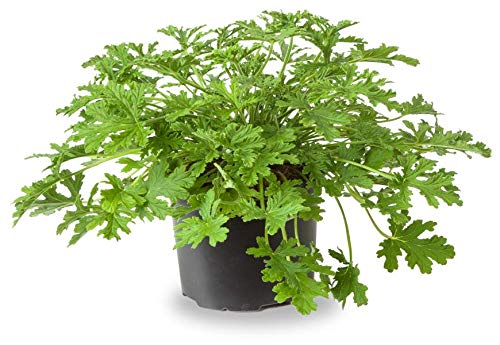 Geranio Limón La Planta Decorativa y Fresca que Necesitas en tu Hogar