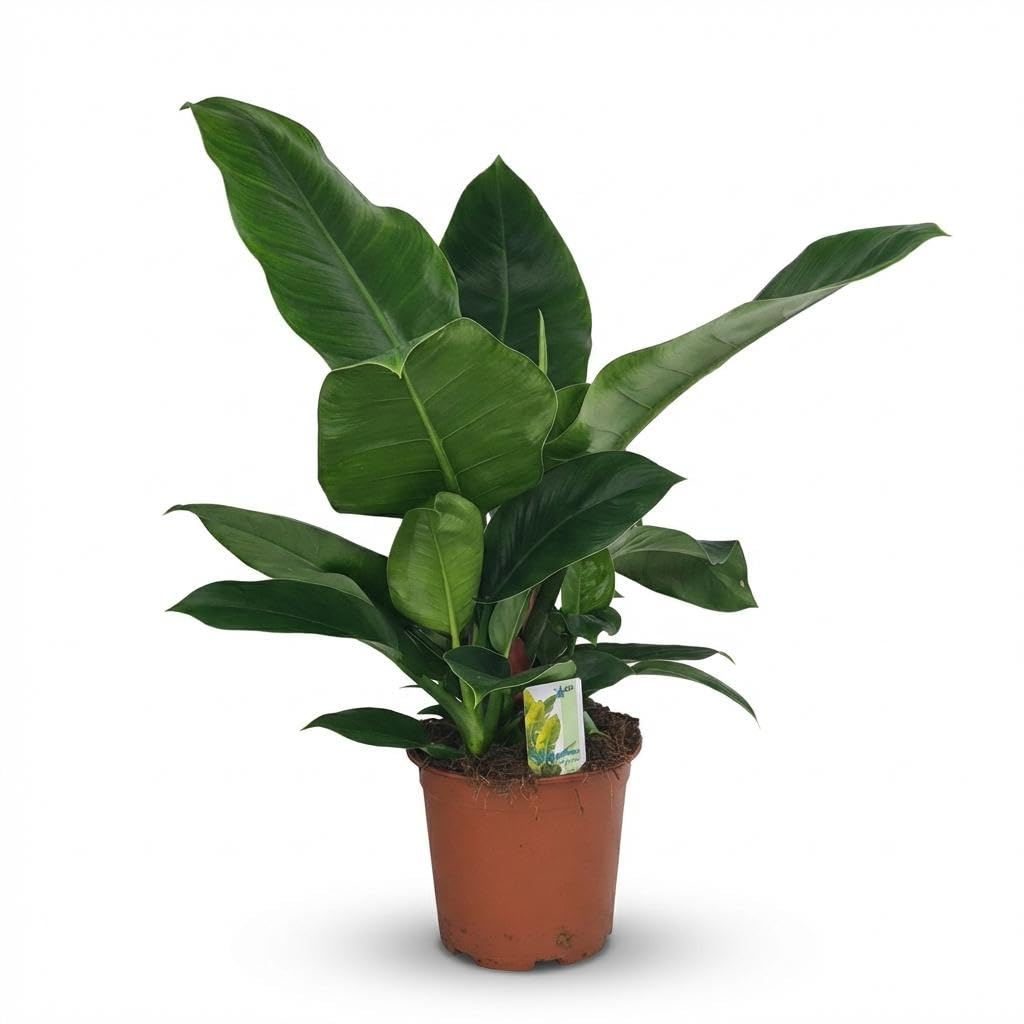 Philodendron Imperial Green grün 65cm 19cm Zimmerpflanze pflegeleicht große glänzende Blätter für Wohnzimmer Büro Schlafzimmer tropische Grünpflanze
