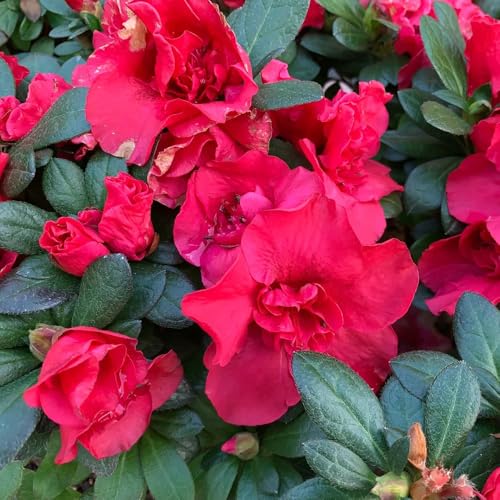 semillas de rododendro, decorativas, resistentes al exterior de azalea, trepadoras resistentes, orgánicas, para balcón, 10pcs