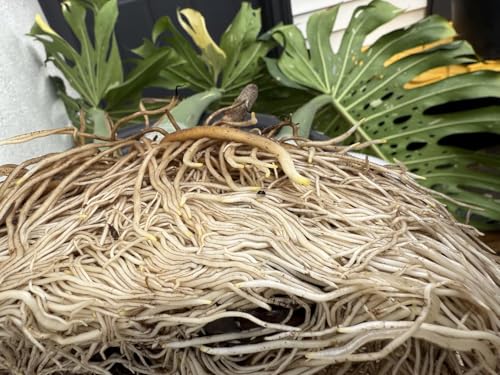 Hormona líquida para enraizamiento Rooting Elixir Prop Drops miniatura 5
