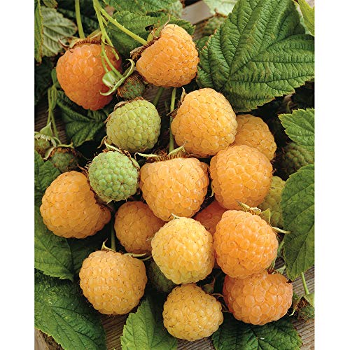 Thompson & Morgan Hardy Raspberry Fruit Bush ‘All Gold’ Autumn Fruiting Canes, Bare Root Garden Plant, High Yielding Ideal for Kitchen Gardens, Allotments, Patio and Containers (6 Bare Root Plants)