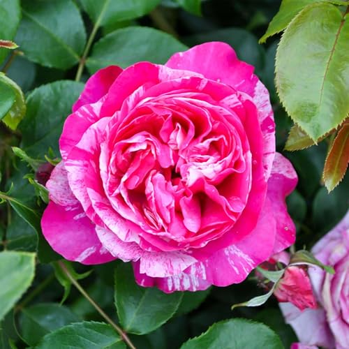 Heirloom Climbing Roses, Live Own Root Plant for Outdoor Garden, Raspberry Cream Twirl&trade;, Lightly...