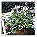 Produktbild 3 x Hosta plantaginea So Sweet 1 Liter (Funkie, Herzblatt-Lilie)