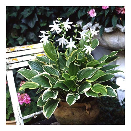 1 x Hosta plantaginea 'So Sweet' im 1 Liter Topf (Staude/Winterhart/Bodendecker/Mehrjährig) Duft Funkie, Herzblatt-Lilie - Verführerisch duftend, bezaubernd schön - von Stauden Gänge