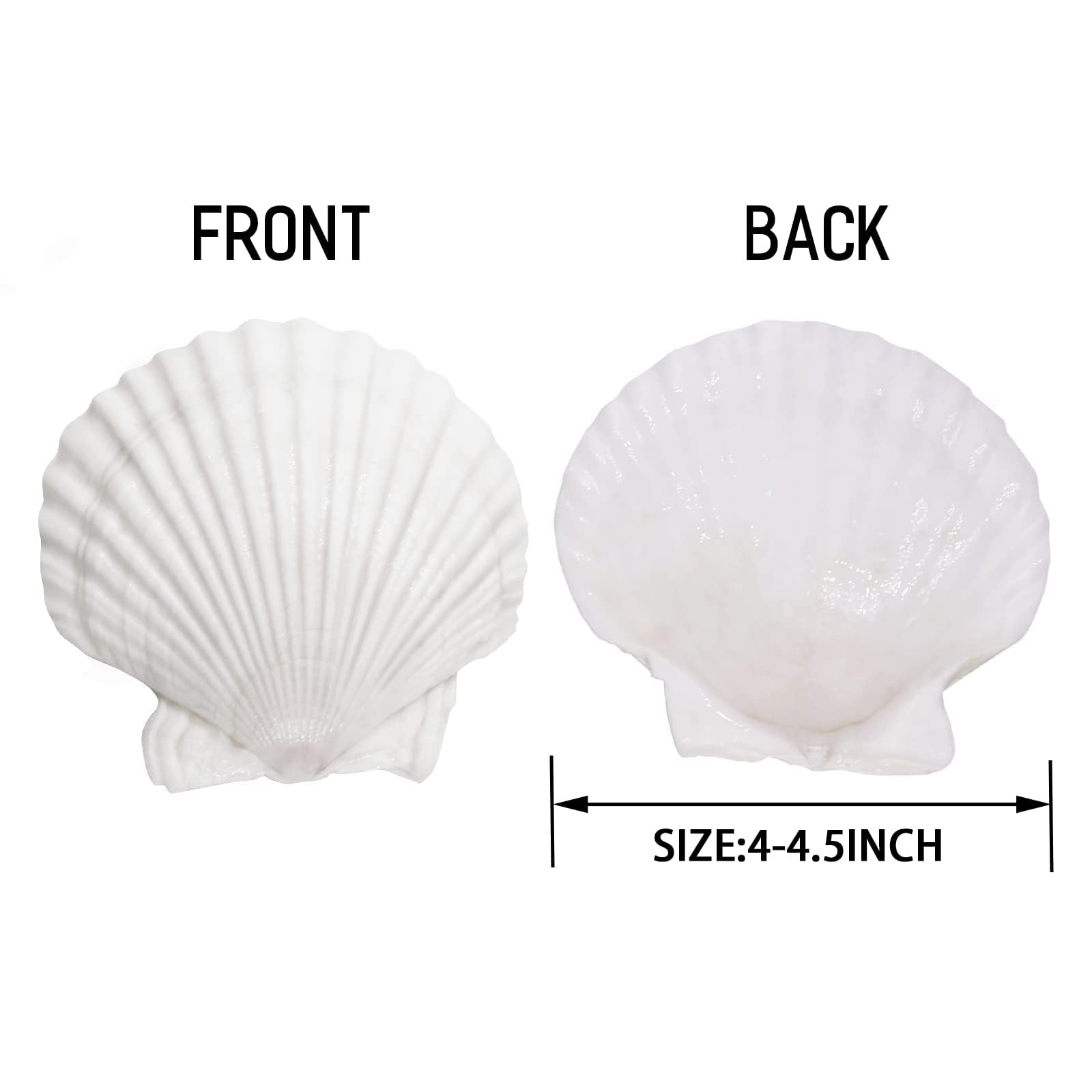 10 Conchiglie Decorative Naturali 10-12cm - Capesante Per Decorazione Casa, DIY, Tavola, Acquario - Foto 12