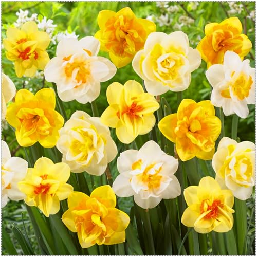 Premium Daffodil/Narcissus Bulbs – Stunning Large Blooms, Simple to Grow – Perfect for Indoor Decor, Gifts & Holiday Displays-2 Bulbs-E