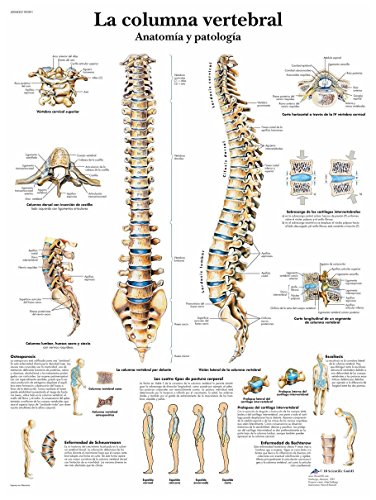 Póster educativo de anatomía humana 3B Scientific VR3152L, ideal para clases y consultas