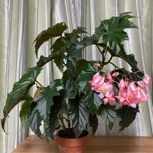 begoniensamen, bio balkon winterhart stauden für pralle sonne, bodendecker 250pcs