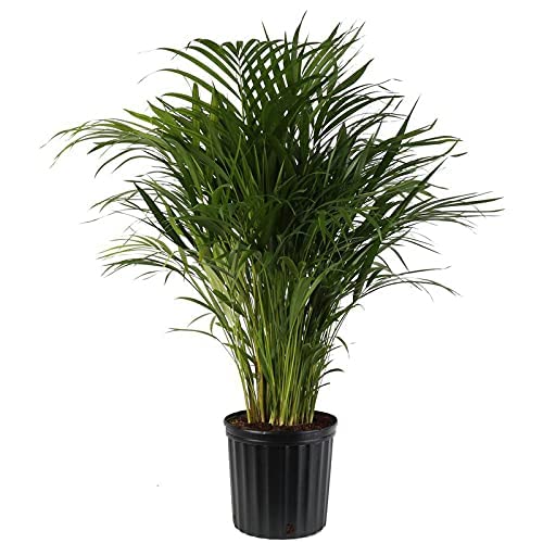 WoFLoo Areca Palm (Dypsis lutescens) Natural Air Purifying House and Office Indoor Plant with Pot (B0B2PKCR8F) Amazon Price History, Amazon Price Tracker