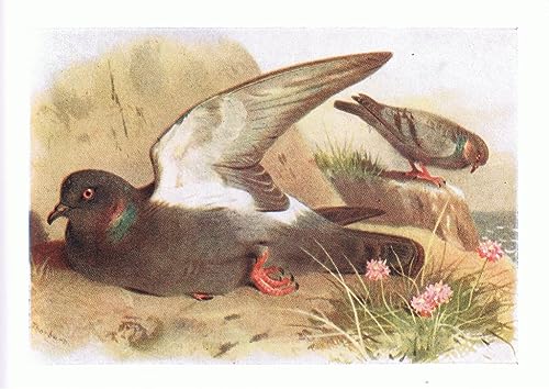 Affiche Toile Rocher des Oiseaux Thorburn - Évadez-vous Nature et Décoration Grand Format 60x90