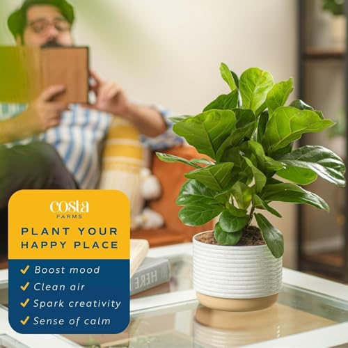 Baby Fiddle Leaf Fig Plant in Decorative Pot - Image 6