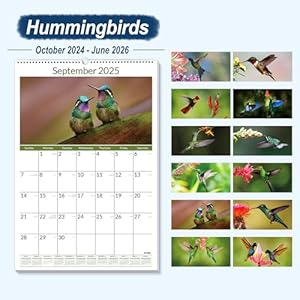 Sunee2025wallcalendarlarge2275x15521monthcalendarfromnowtojune2026verticalextralargemonthlycalendar20252026forwallhummingbirds  Urban Country Home Decor Sunee 2025 wall calendar large 2275×155 21 month calendar from now to june 2026 vertical extra large monthly calendar 2025 2026 for wall hummingbirds  urban country home decor