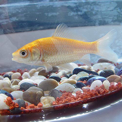 Image of White Pebbles Stones for Decoration and Plants Pots, Table Decor, Home Decor (2.9 Kgs, White Pebbles)