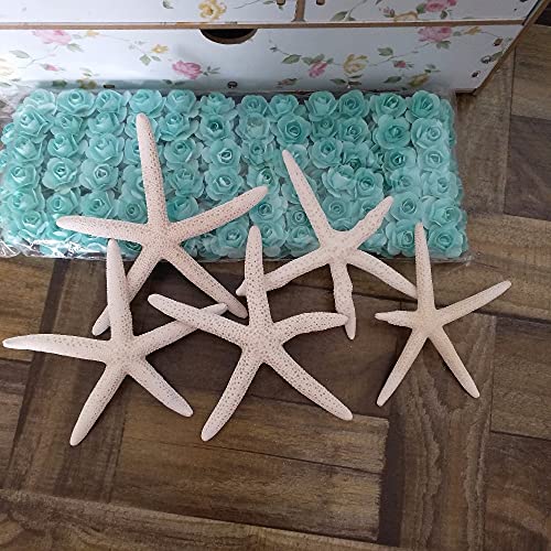 Coquillages artisanat et étoile de mer pour cadeaux d'invités et fêtes