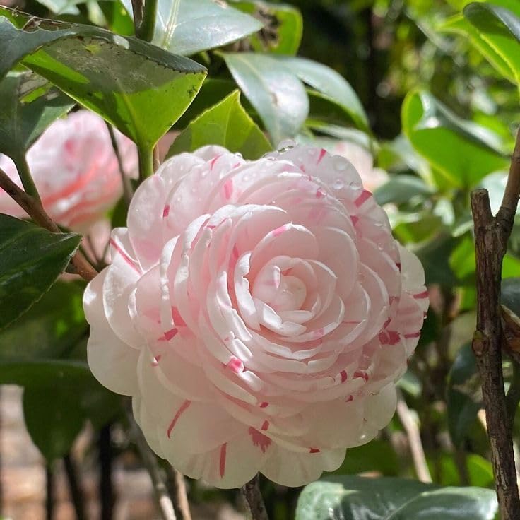 Greenery Nursery camellia flower plant || Camellia Flower Plant Rare Japanese Varity Hight (1 to1.5FT) Tree & PLant (B0CJNGGMHY) Amazon Price History, Amazon Price Tracker
