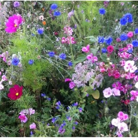 The Bees Knees Wildflower Seed Mix 50g Cover