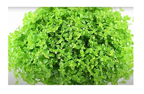 Stk - 30x Rundblättrige Perlkraut Micranthemum umbrosum Aquarium Pflanzen - Samen A39 - Seeds & Plants Shop by Ipsa