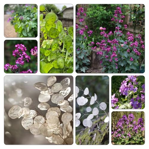 hoja de plata Parterres elevados jardín de interior jardín balcón rocas oficina decoración decorativas cama elevada semillas balcón 60pcs