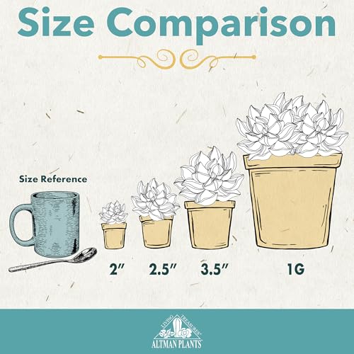 20 Live Succulent Plants Pack - Under $1 Each, Only $19.33