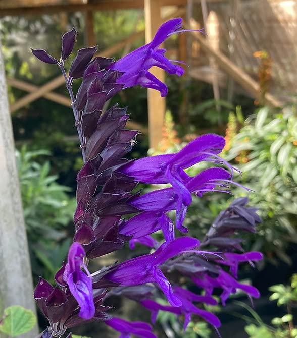 Salvia Amistad | 6 Plug Plants | Perennial Plants
