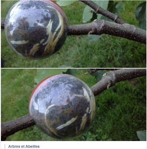 CUTTING GLOBE 6 medium for your trees and shrubs Air layering made easy Grow Roots on Plant Cuttings in as few as 8 weeks - Propagate Trees, Shrubs, Roses, Climbers & More