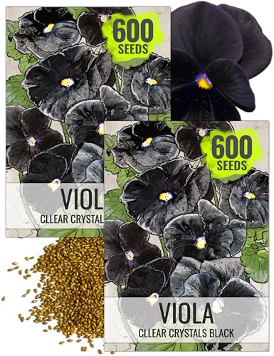 Seed Needs Black Pansy Seeds to Plant a Gothic Butterfly Garden 2 Packs