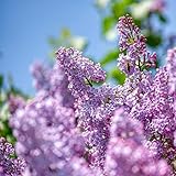 KVITER Purple Lilac Shrub Syringa villosa Cutting 20 Seeds - Flowers Seeds for Planting - Purple Lil