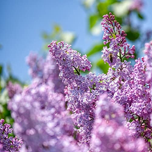 Kviter Purple Lilac Shrub Syringa Villosa Cutting 20 Seeds - Flowers Seeds For Planting - Purple Lilac Shrub Syringa Seeds For Home And Garden #TOP16
