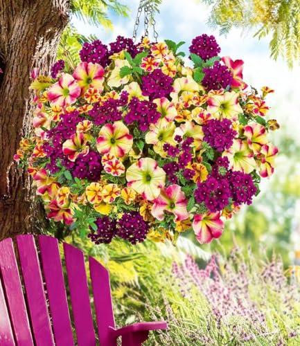 BALDUR Garten 9er Sommerblumen-Mix 'Raspberry & Lemon', Pflanzen im 10,5 cm-Topf, exquisities Blütenparadies, lange Blütezeit, pflegeleicht & wuchsfreudig, blühwillig, Blickfang in Ampeln & Kästen