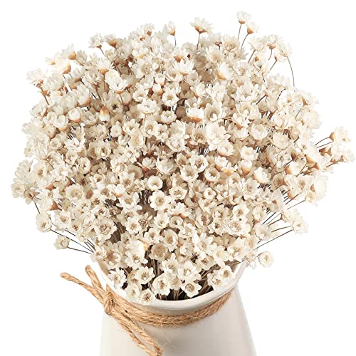 Natural Dry Flowers Brazilian Small Star Daisy Dried Flowers Dried Daisy Flowers Decorative Dried Flowers Mini Daisy Chamomile Bouquet For Wedding Floral Arrangements Decorations (White, 500 Pcs) #TOP6
