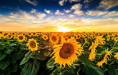 LHJOYSP niños Puzzle 1000 piezasbelleza Natural,Girasoles,Puesta del Sol,75x50cm Cover