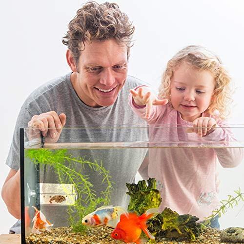 Balacoo 4Pcs Aquarium Shrimp Feeder Dish Glass Fish Tank Feeding Bowls Square Clear Dishes Tray Floating Reptiles Water Food Device With Suction Cup Transparent Fish Bowl Cups #TOP2
