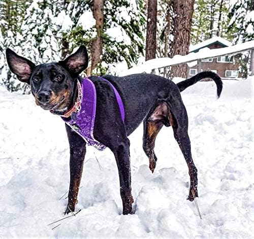 Miniatura 8 de EcoBark Arnés para perro de máxima comodidad diseño sin tirones y que evita estrangulamiento, lujoso chaleco acolchado, respetuoso con el medio