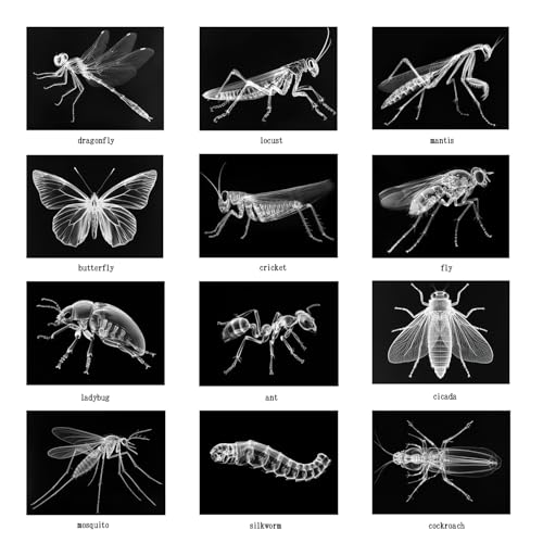 Animal X-Ray Set, Educational Science Kit, Light Table Accessory for Children (Insects)