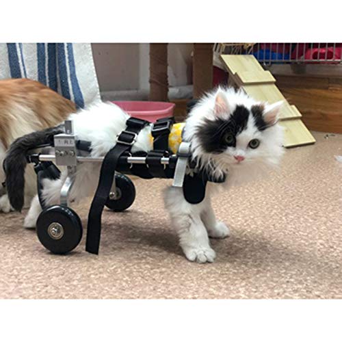 Silla de ruedas ajustable para perros: solución para gatos paralizados 8