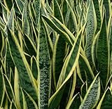 Live Striped Snake Plant, Mother in Law Tongue, Sansevieria Zeylanica, Indoor and Outdoor Office Plant (1)