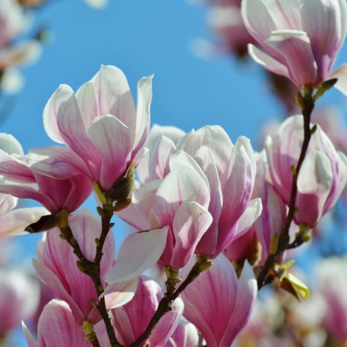 Jane Magnolia Tree, 6-12” Tall, Live Shrub in 2.5” Pot - Perfect for Gardens & Landscaping