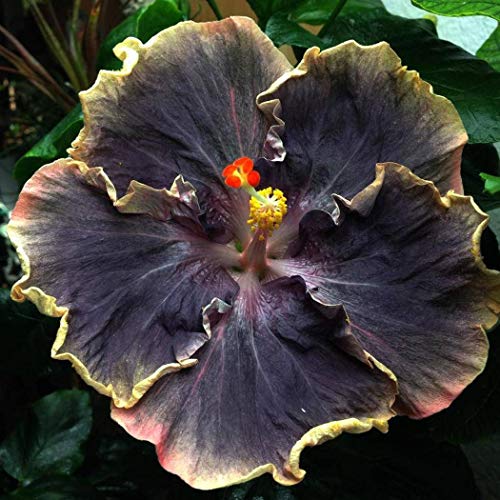Lioder-20PCS-Rare-Black-Pink-Purple-Hibiscus-SeedsBlack-Rainbow-Giant-Flower-Tropical-Seeds-Hibiscus-Tree-Seeds-for-Flower-Potted-Plants Lioder-20PCS-Rare-Black-Pink-Purple-Hibiscus-SeedsBlack-Rainbow-Giant-Flower-Tropical-Seeds-Hibiscus-Tree-Seeds-for-Flower-Potted-Plants