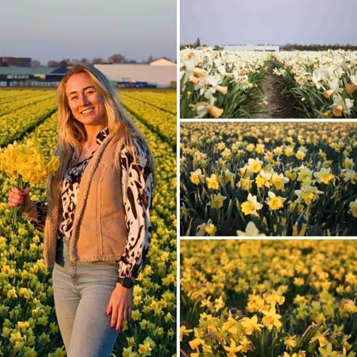 Bulbos de narciso Little Beauties Mix - 50 bulbos de flores - tamaño del bulbo 10/12 - mezcla de blanco, amarillo y naranja, flores pequeñas y medianas, floración primaveral, resistente al invierno -