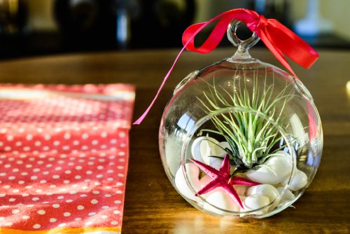 Hinterland Trading Mother's Day Gift Air Plant Tillandsia Pink Starfish Seashell Glass Hanging Terrarium Kit Beautiful Houseplant Hinterland Trading Mother's Day Gift Air Plant Tillandsia Pink Starfish Seashell Glass Hanging Terrarium Kit Beautiful Houseplant