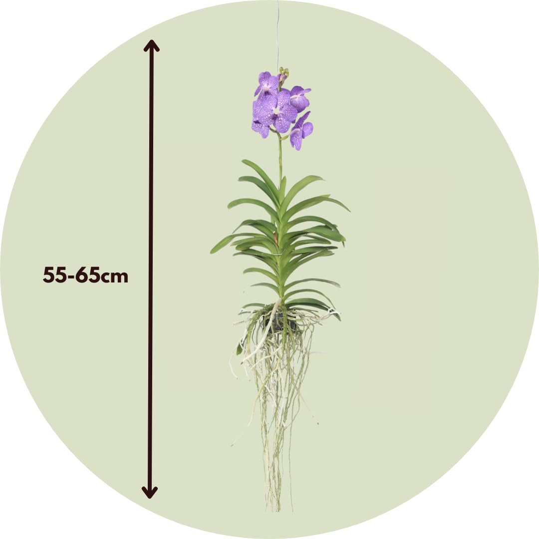 Plant in a Box - Vanda-Orchidee – Blau – L – Höhe 60 cm